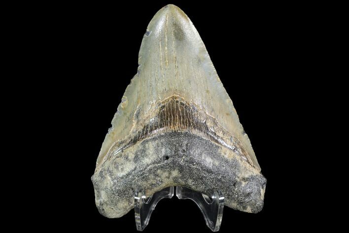 Fossil Megalodon Tooth - North Carolina #91336